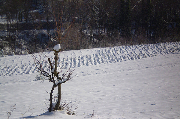 alberi di natale